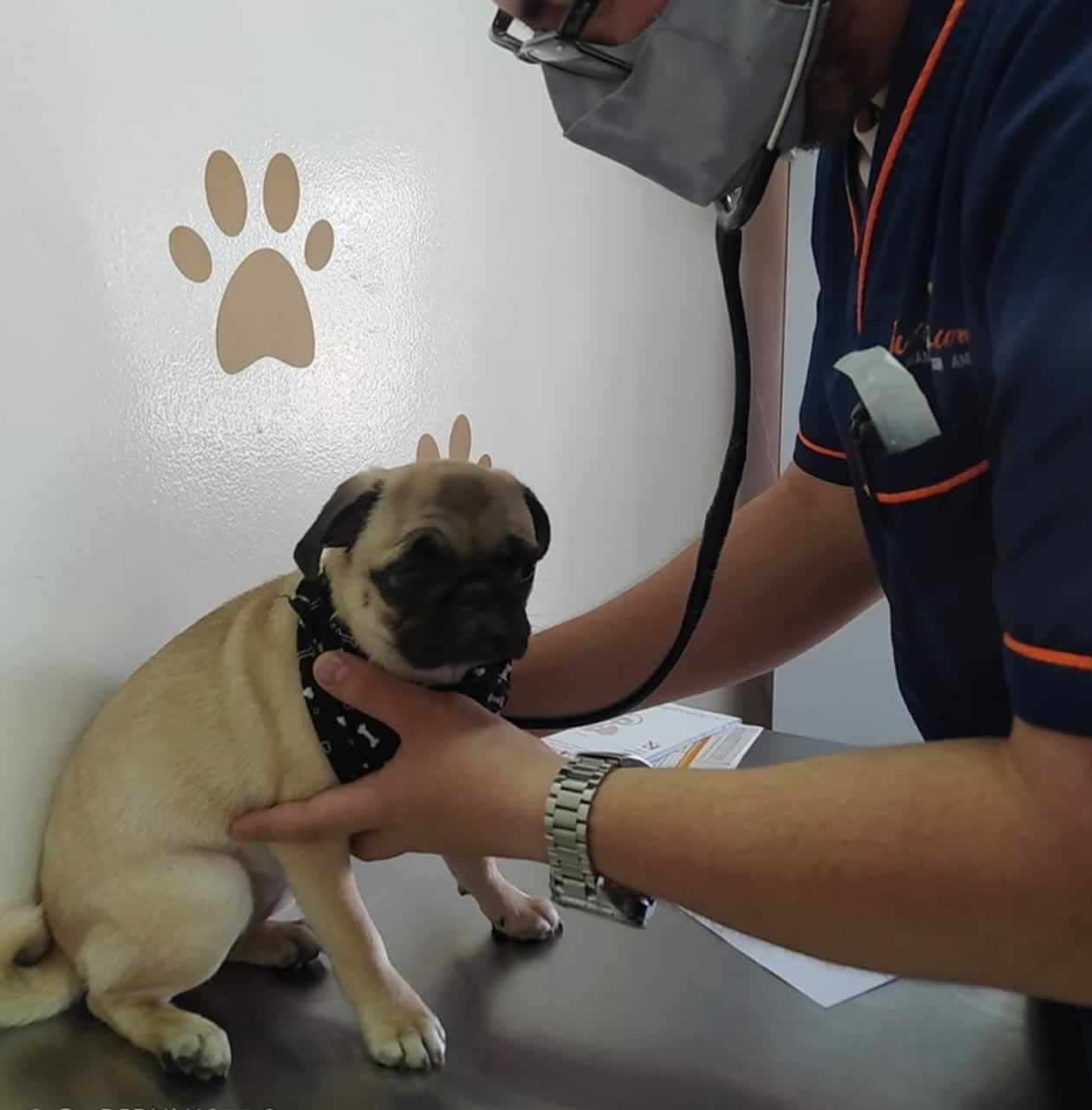 Clínica veterinaria Tu Cachorro