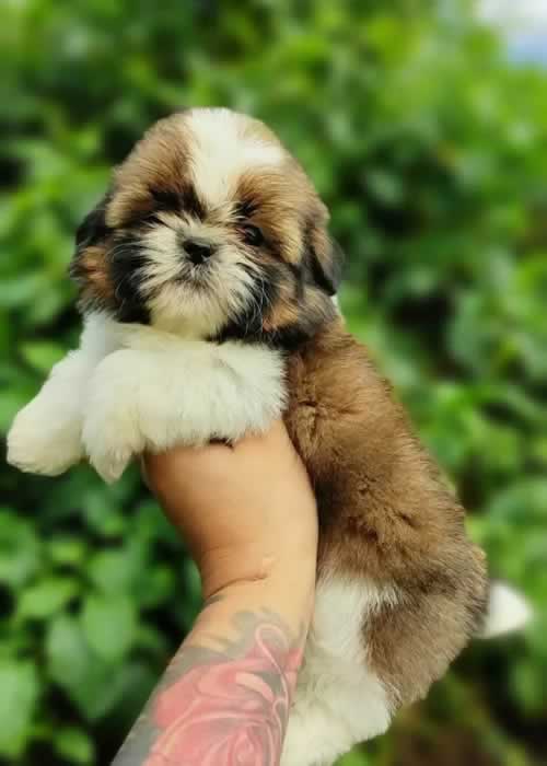 Shih Tzu