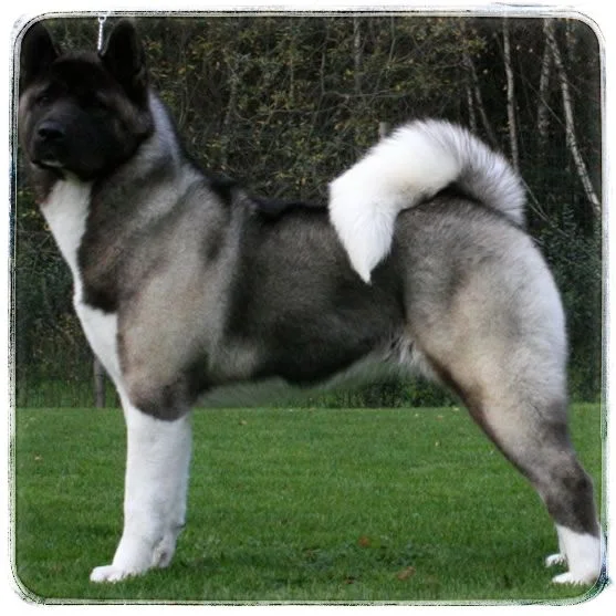 Akita Americano 1 AKITA AMERICANO