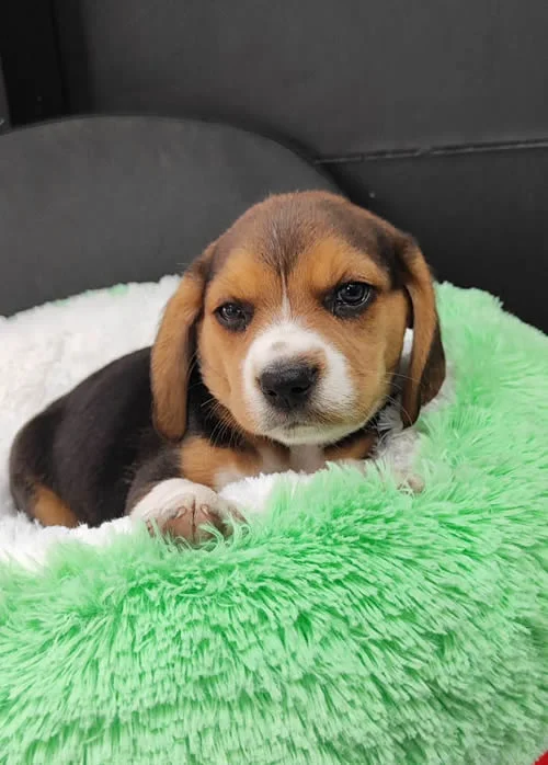 Beagle 1 Beagle