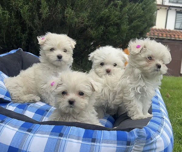 Bichón Maltés 1 Bichón maltés