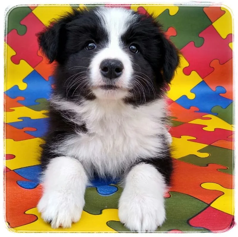 Border Collie 1 Border Collie