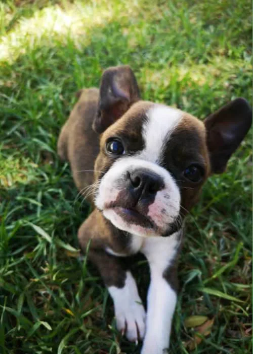 Boston Terrier 1 Boston-Terrier