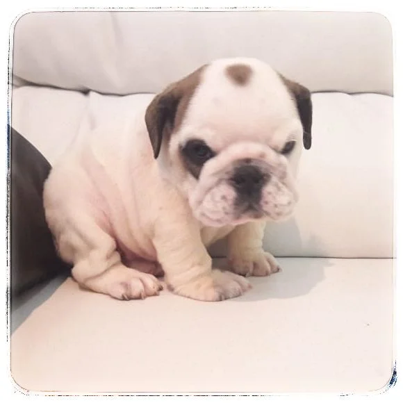 Bulldog Inglés 1 Bulldog Inglés