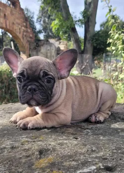 Bulldog Francés