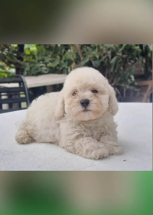French Poodle Mini 1 French_Poodle_Mini