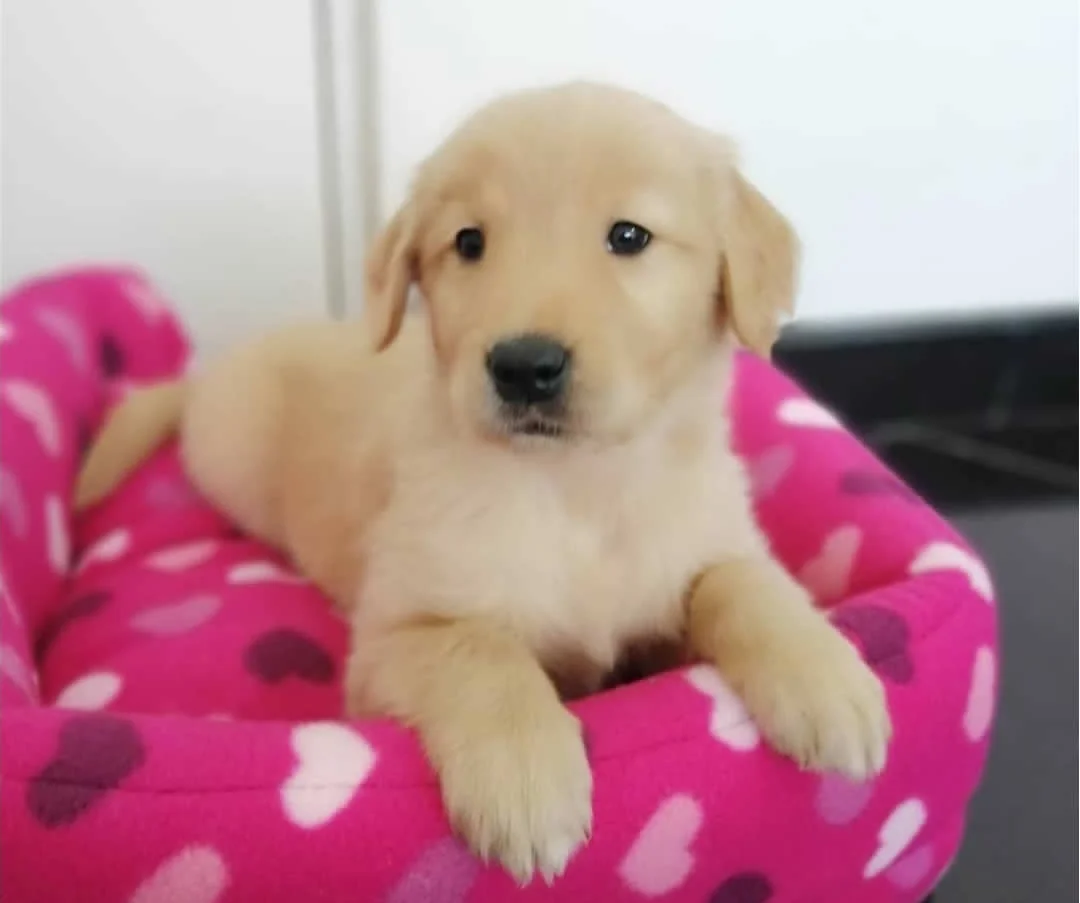 Golden-Retriever