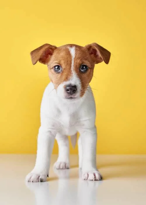 Jack Russell Terrier 1 Jack-Russell-Terrier