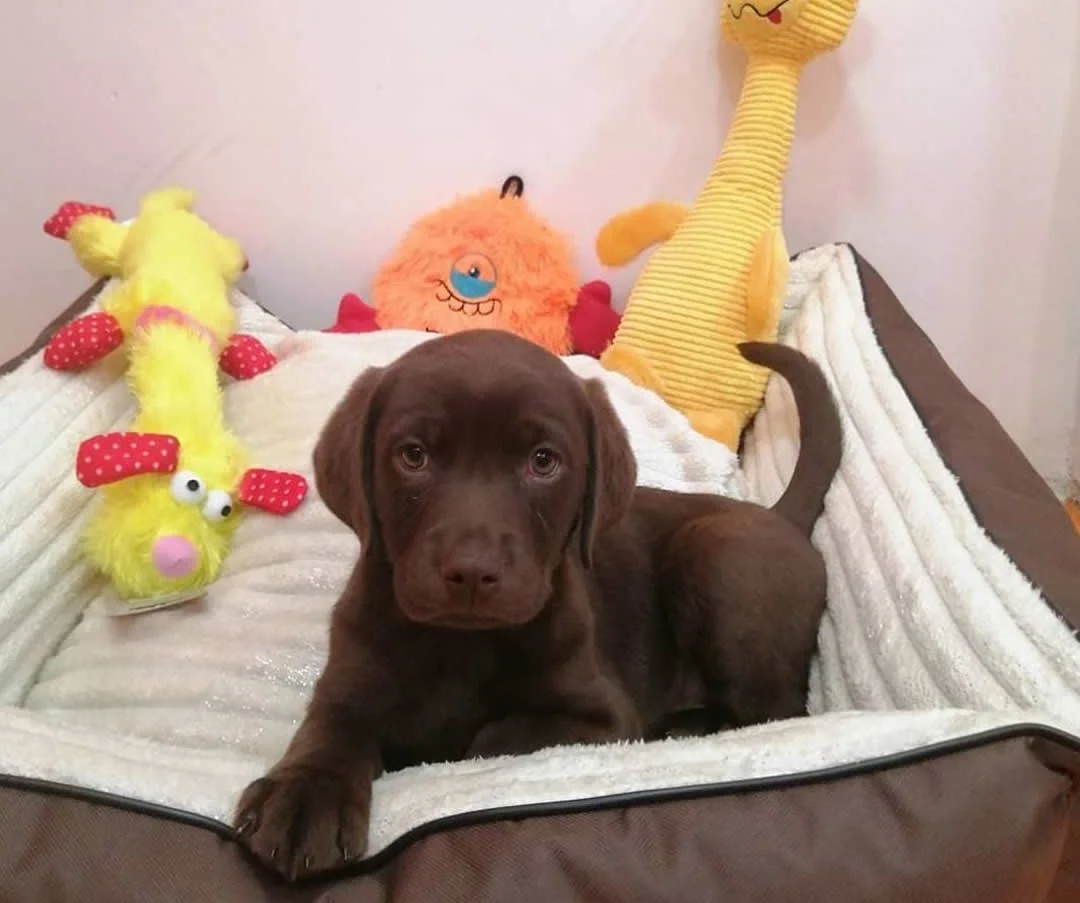 Labrador Retriever 1 Labrador-Retriever
