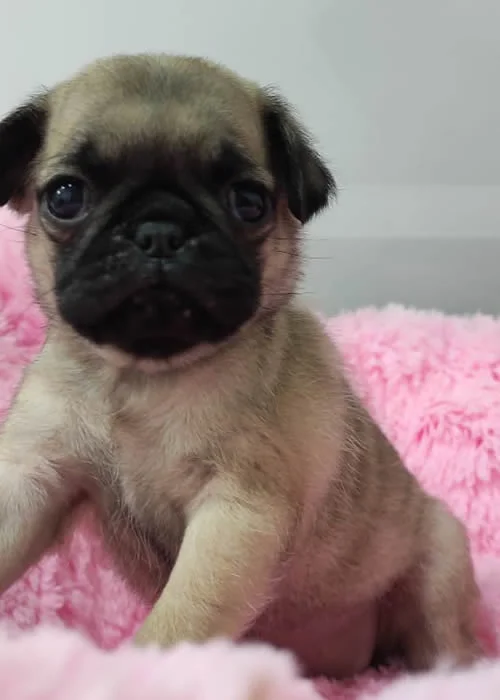 Pug 1 Pug