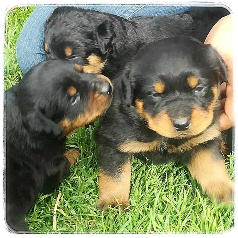 Rottweiler 1 Rotweiller