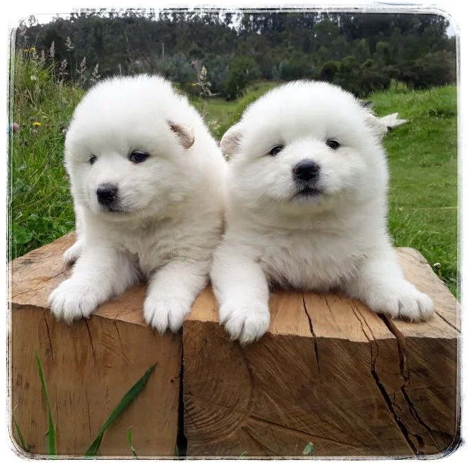 Samoyedo 1 Samoyedo