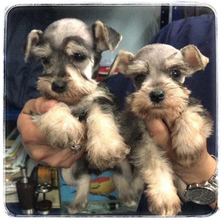 Schnauzer-