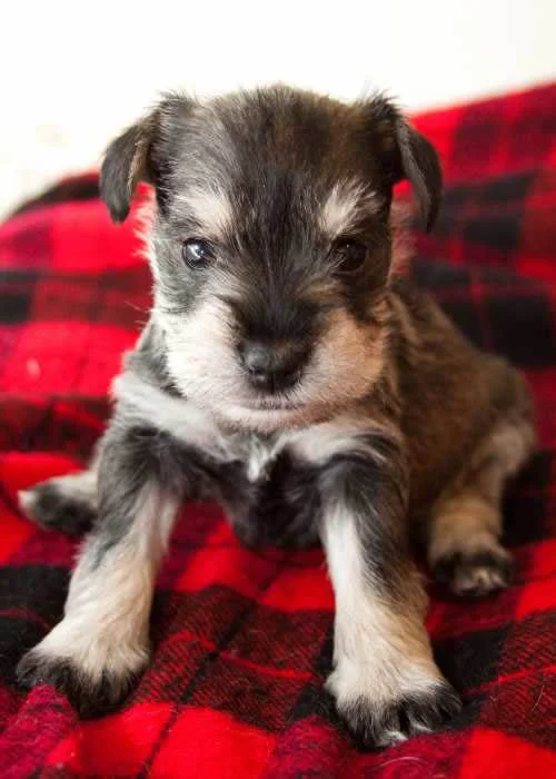 Schnauzer 1 Schnauzer