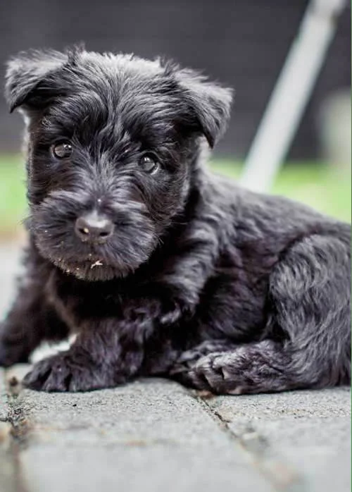 Scottish Terrier 1 Scottish-terrier