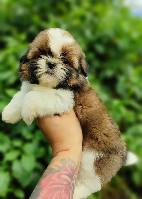 Shih-tzu 1 Shih-Tzu