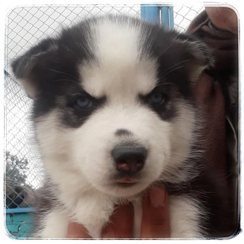 Siberian Husky 1 Siberian Husky