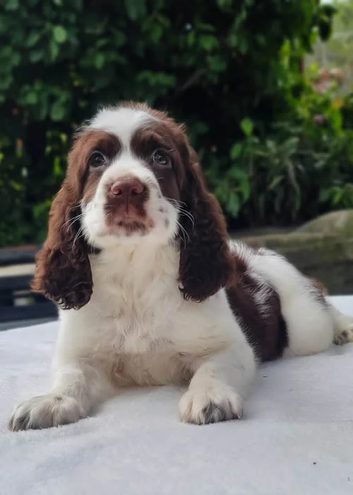 Springer Spaniel 1 Springer-spaniel