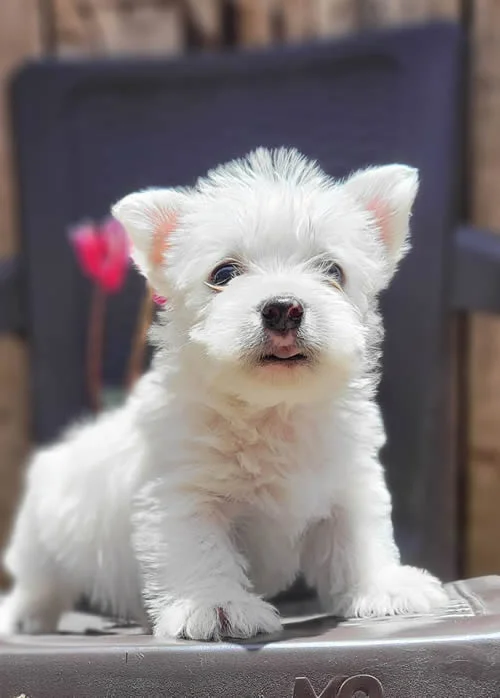 West Highland Terrier 1 West-Highland-Terrier