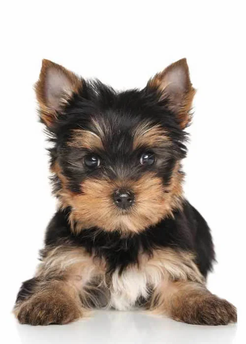 Yorkshire Terrier 1 Yorkshire-Terrier
