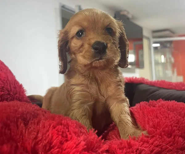 cocker-spaniel