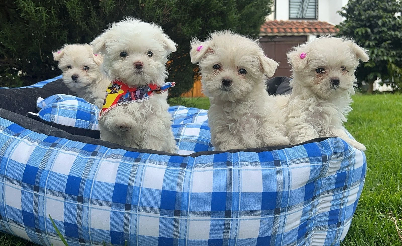 Bichon maltes