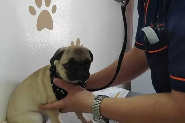 Clínica-veterinaria-Tu-Cachorro