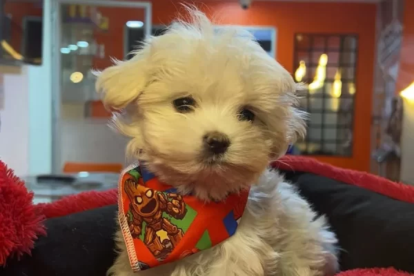 Criadero-Canino