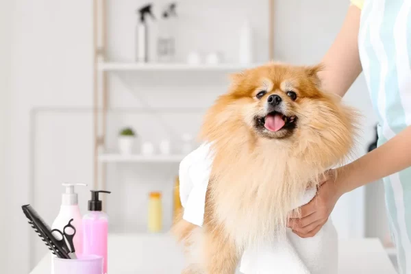 PELUQUERIA-CANINA