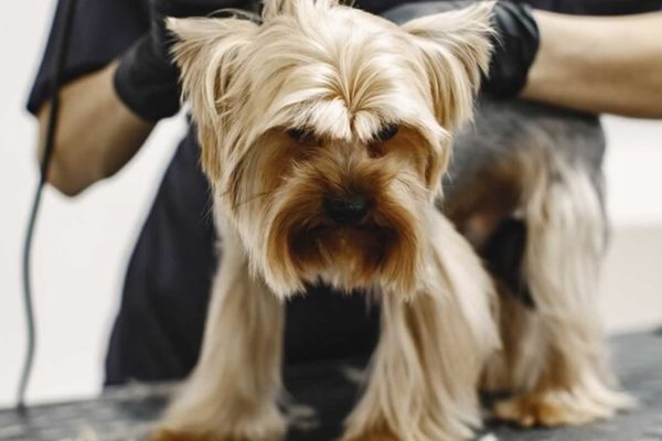 Peluquería Canina Tu Cachorro