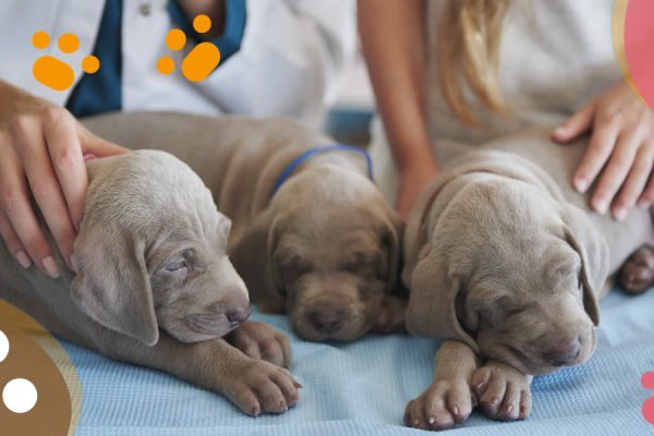 VENTA DE PERROS CACHORROS